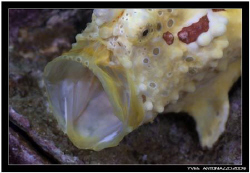 Smal fish big mouth............ Fuji S5 pro/!05 VR

 by Yves Antoniazzo 